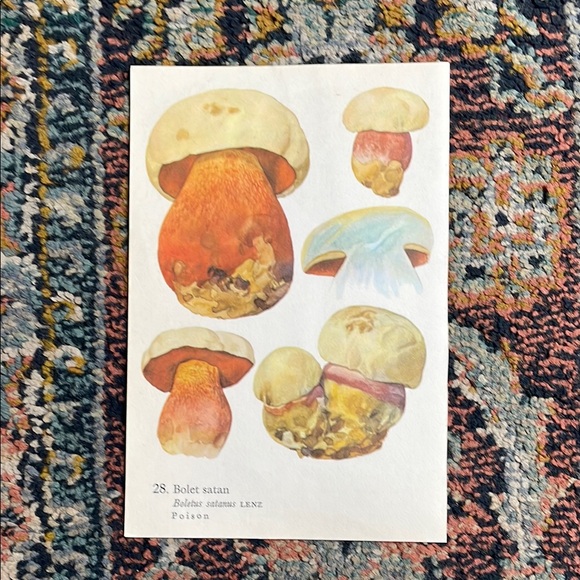 Vintage Mushroom Illustration Print - Picture 8 of 8